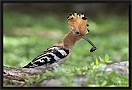 hop _MG_0259